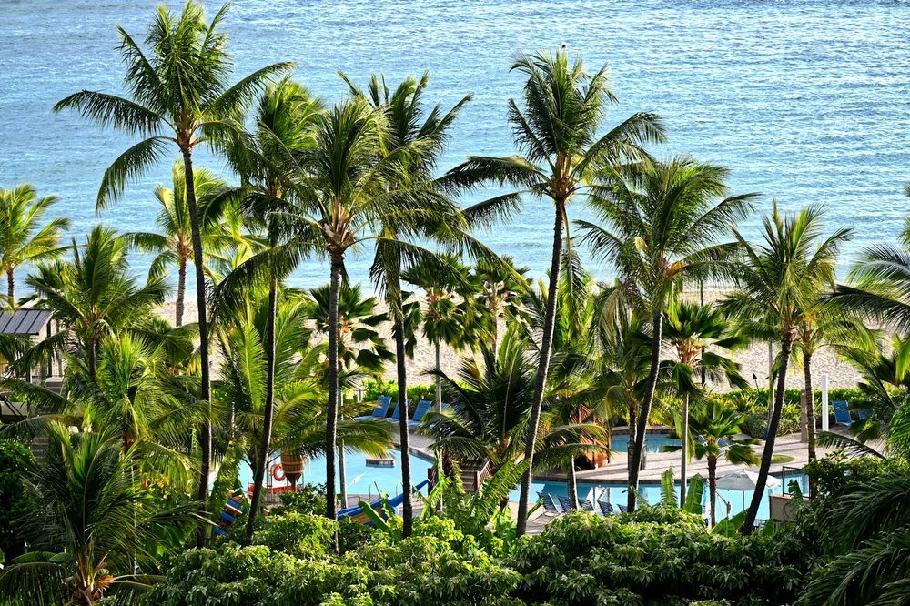 Palm trees beside a tropical resort and the ocean